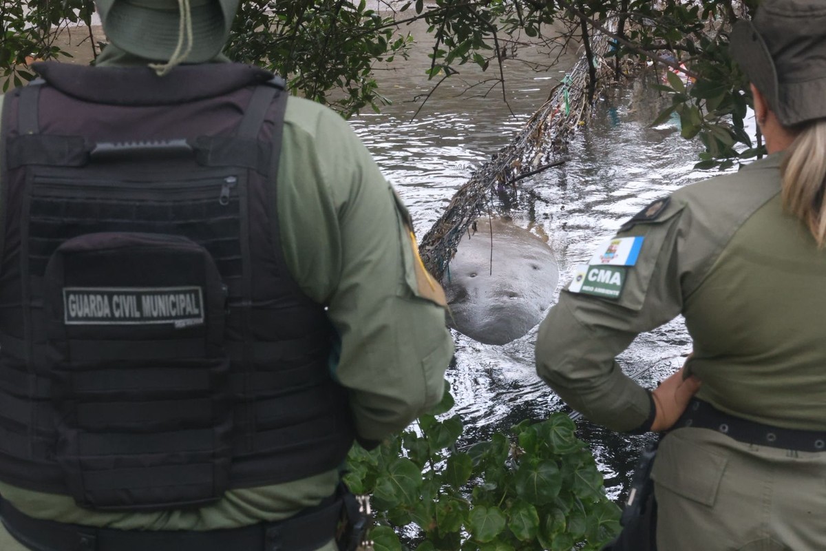 Elefante-marinho é encontrado descansando no Canal de São Francisco, em Niterói Guarda Ambiental isolou área próxima ao Canal de São Francisco e apoia técnicos do Projeto de Monitoramento de Praias da Bacia de Santos (Foto: Divulgação/Lucas Benevides)