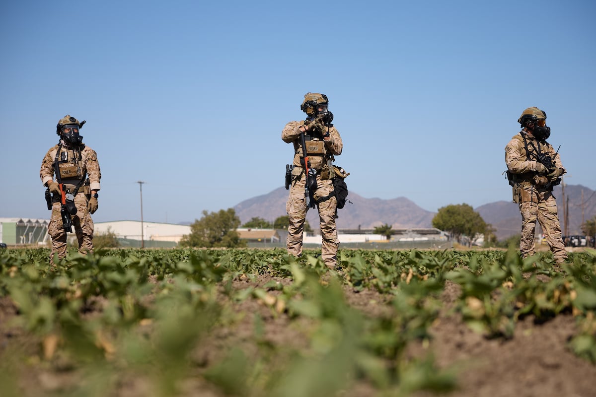 Redadas em plantações de cannabis na Califórnia deixam cinco imigrantes hospitalizados Agentes vigilan em Camarillo, Califórnia, no dia 10 de julho de 2025, durante as redadas em Glass House Farms. (Foto: Allison Dinner - EFE)