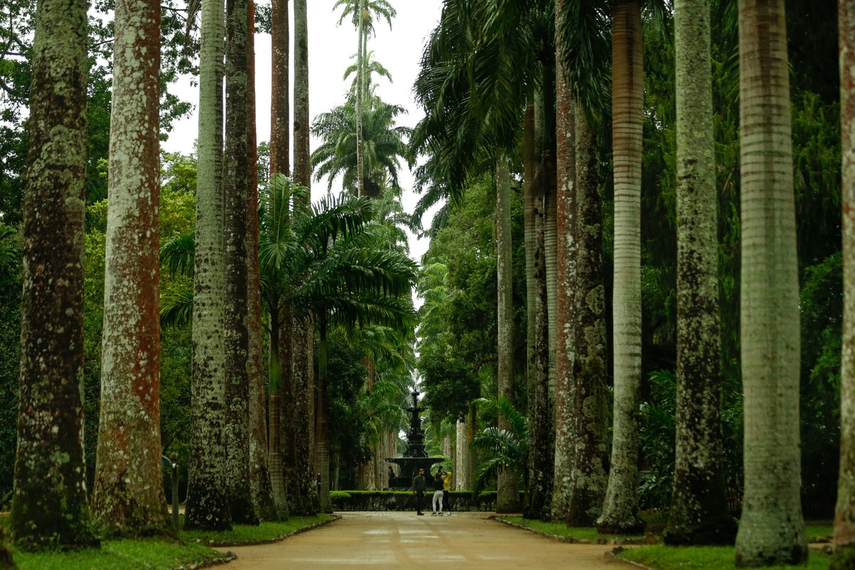 Ingressos do Jardim Botânico sobem de R$ 18 para R$ 40 e geram surpresa entre visitantes Ingresso para visitar o Arboreto do Jardim Botânico mais que dobrou de preço — Foto: Roberto Moreyra/8-7-2021