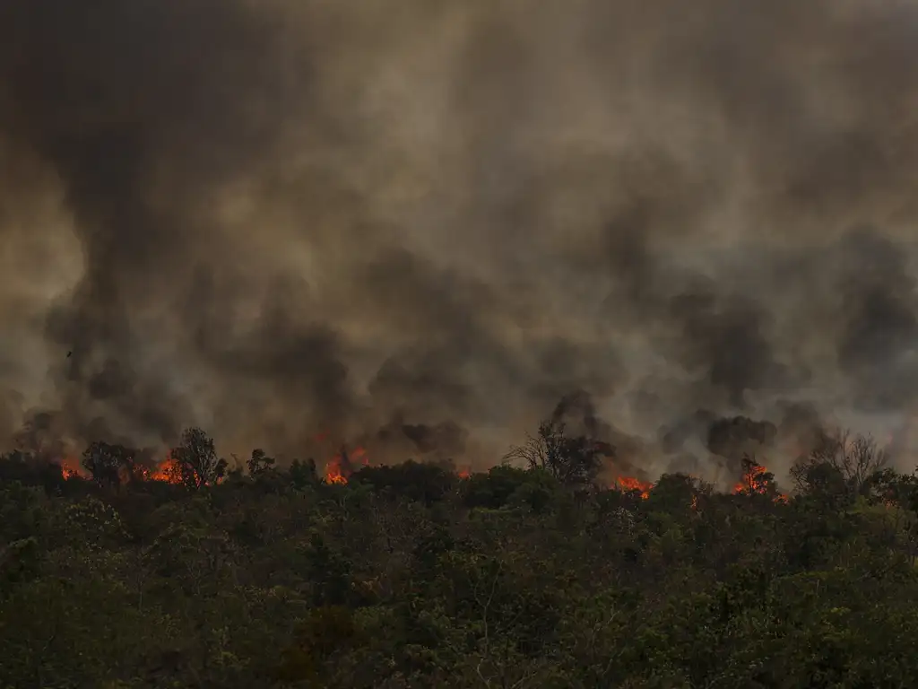 Pico de fogo revela avanço da savanização na Amazônia e suas consequências Foto: Reprodução