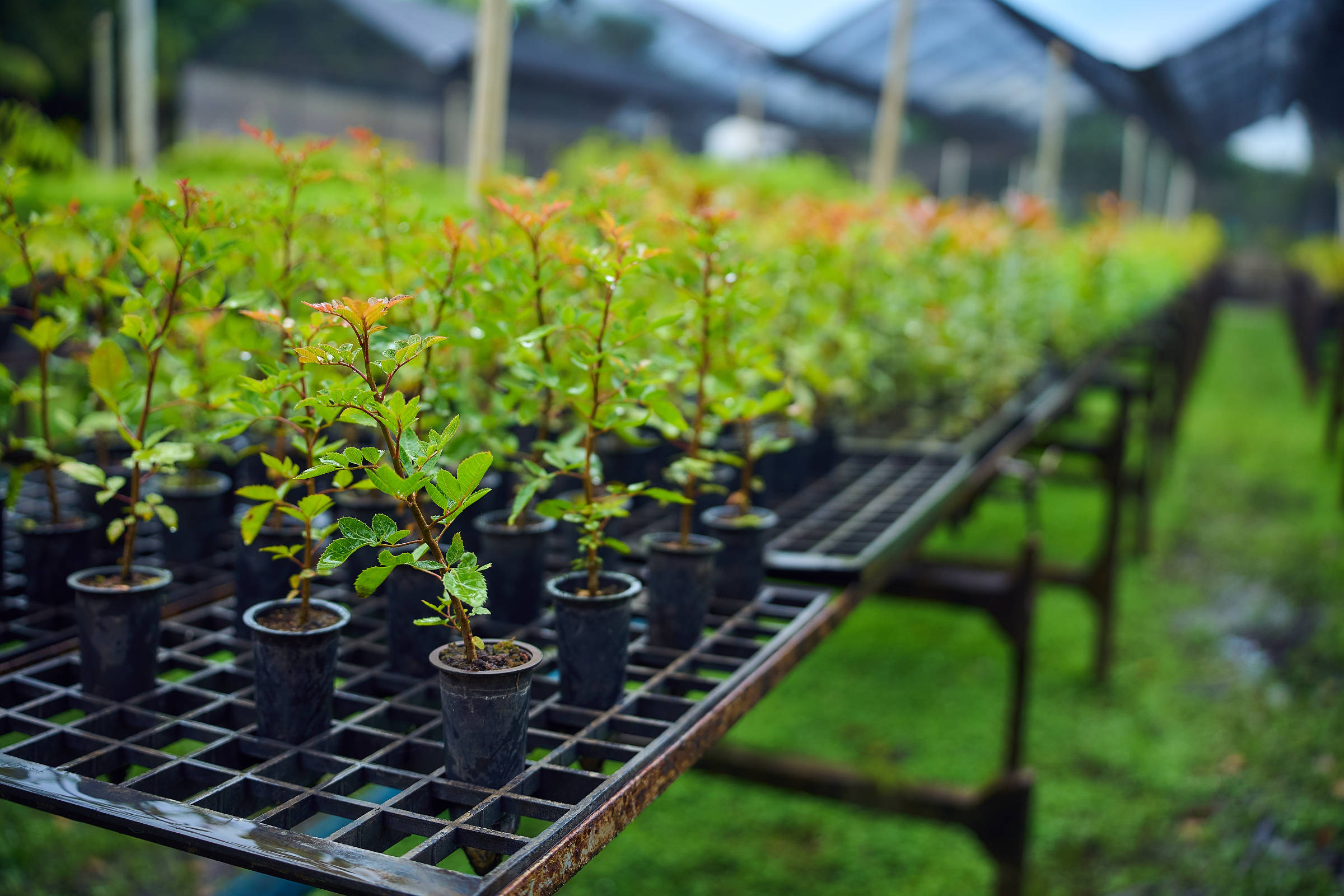 Iniciativa privada transforma sustentabilidade em oportunidade de negócio lucrativa Viveiro mantido pela Jaguatibaia, associação de proteção ambiental parceira da Ambev no projeto Bacias e Florestas, que protege ecossistemas ligados à água, como florestas, zonas úmidas e rios (Foto: Julio Vilela/Divulgação)