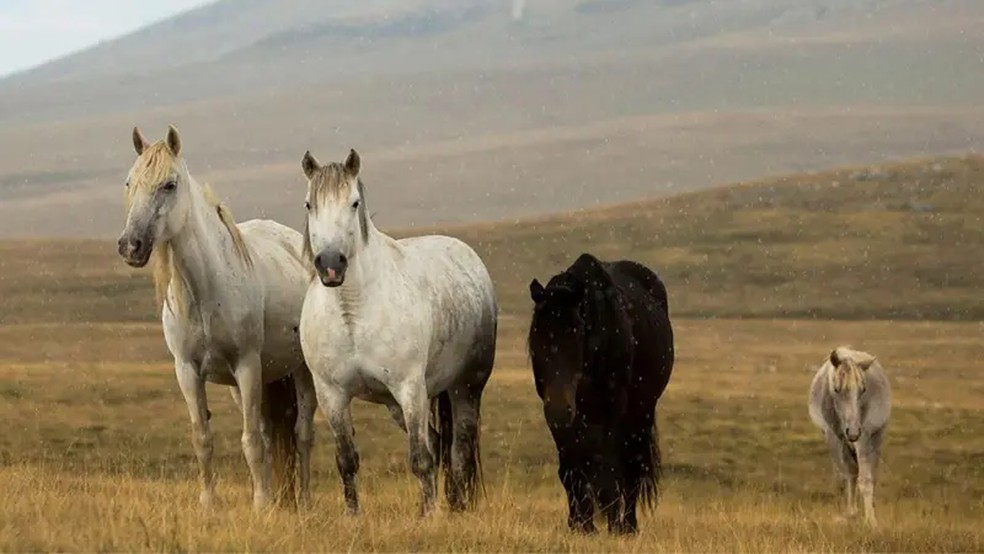 Cavalos selvagens encantam visitantes em país europeu com paisagens deslumbrantes Grupos de cavalos semisselvagens correm pelos campos da Bósnia e Herzegovina, atraindo os turistas — Foto: Alamy