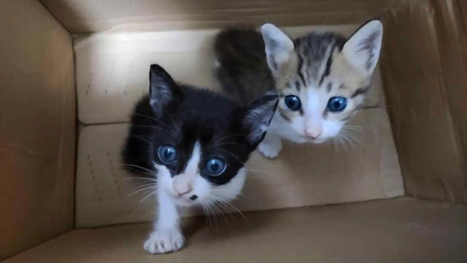 Gatinhos estão sendo comprados para serem torturados online, descobriu a investigação da BBC - Foto: BBC