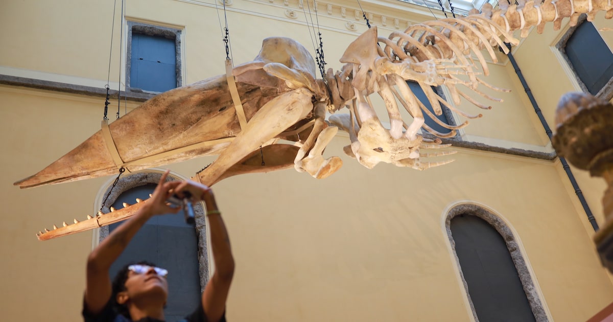 Museu Nacional reabre com sua 1ª exposição após quase 7 anos de incêndio Um dos destaques é o esqueleto de uma baleia cachalote, com 15,7 metros de comprimento, a maior em exposição na América Latina. (Foto: Pedro Kirilos/Estadão)