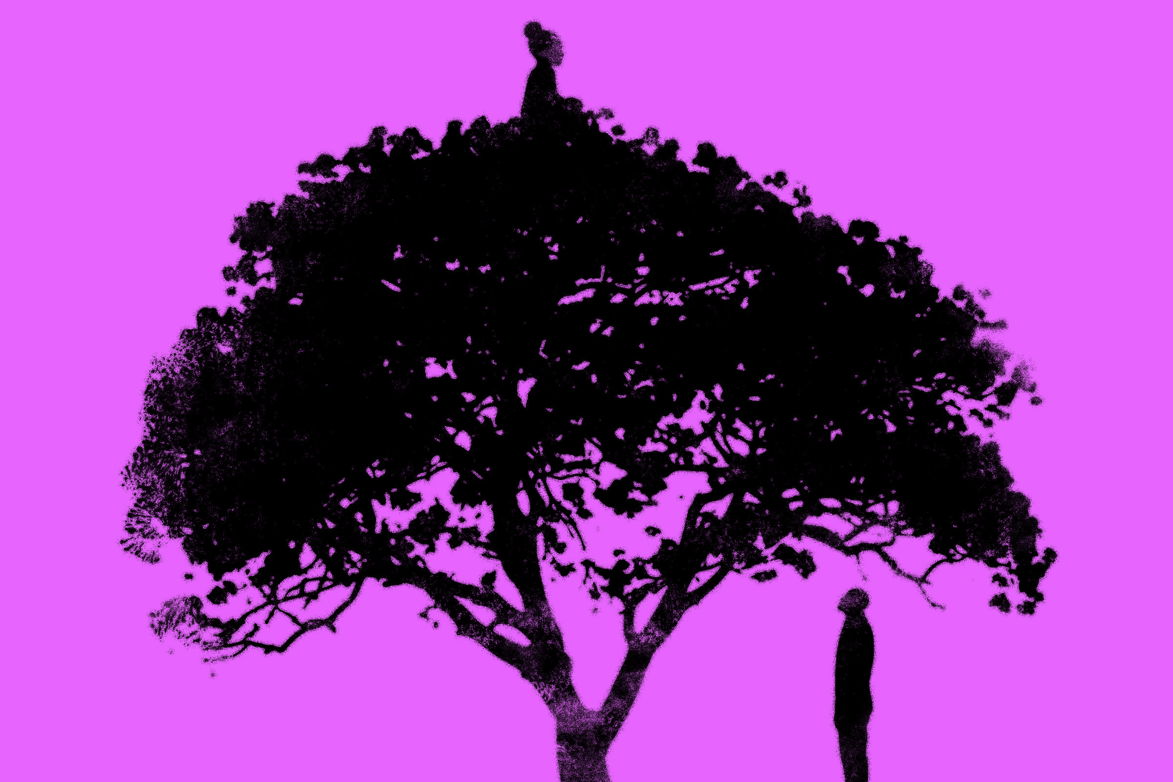 Gaël Faye aborda o genocídio ruandês em 'Jacarandá' pela vida e memória Ilustração de Riki Blanco para a capa do livro 'Jacarandá', de Gaël Faye, publicado pela editora 34 (Foto: Divulgação)