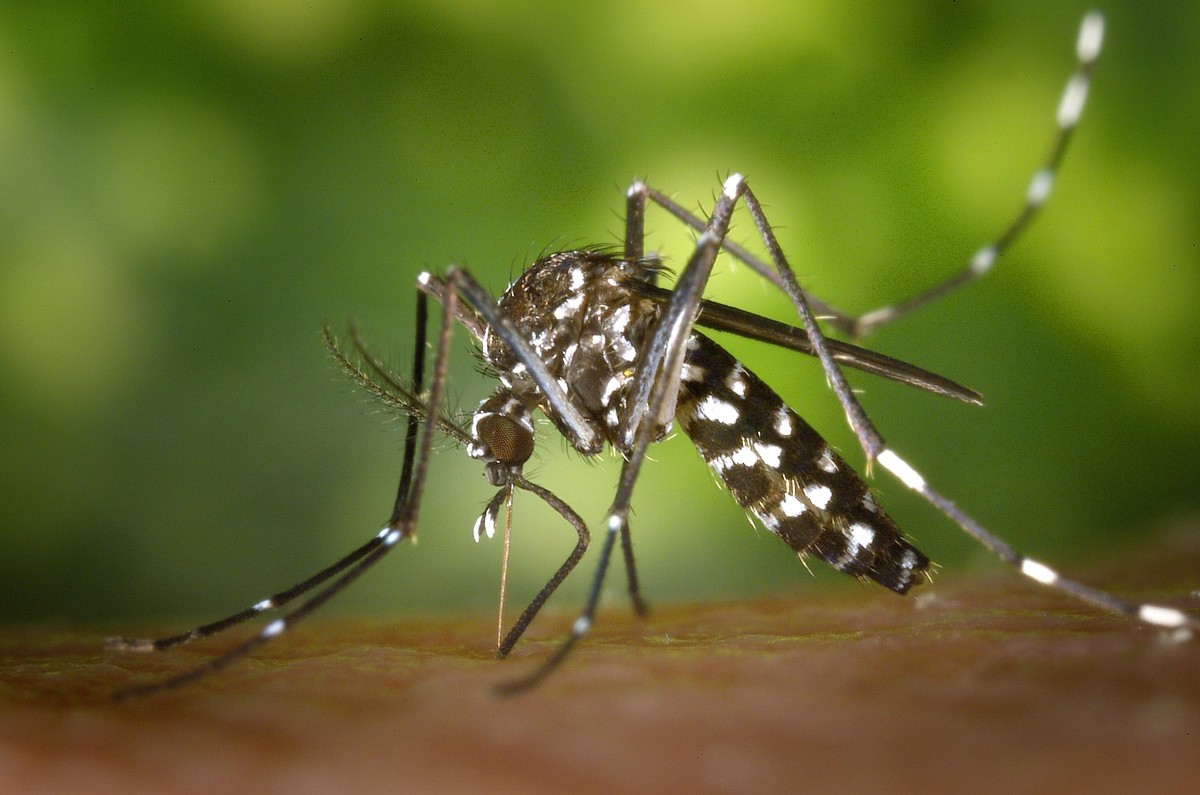 Mosquito tigre asiático, principal vetor da doença no continente (Foto: PxHere)