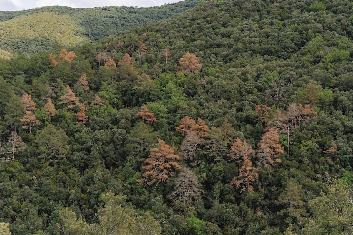 Investigadores alertam sobre a degradação silenciosa dos bosques devido ao clima Árvores mortas pela seca nas montanhas de Prades em Tarragona (Catalunha), em uma imagem cedida por CREAF. Galdric Mossoll (Foto: CREAF.Galdric Mossoll)