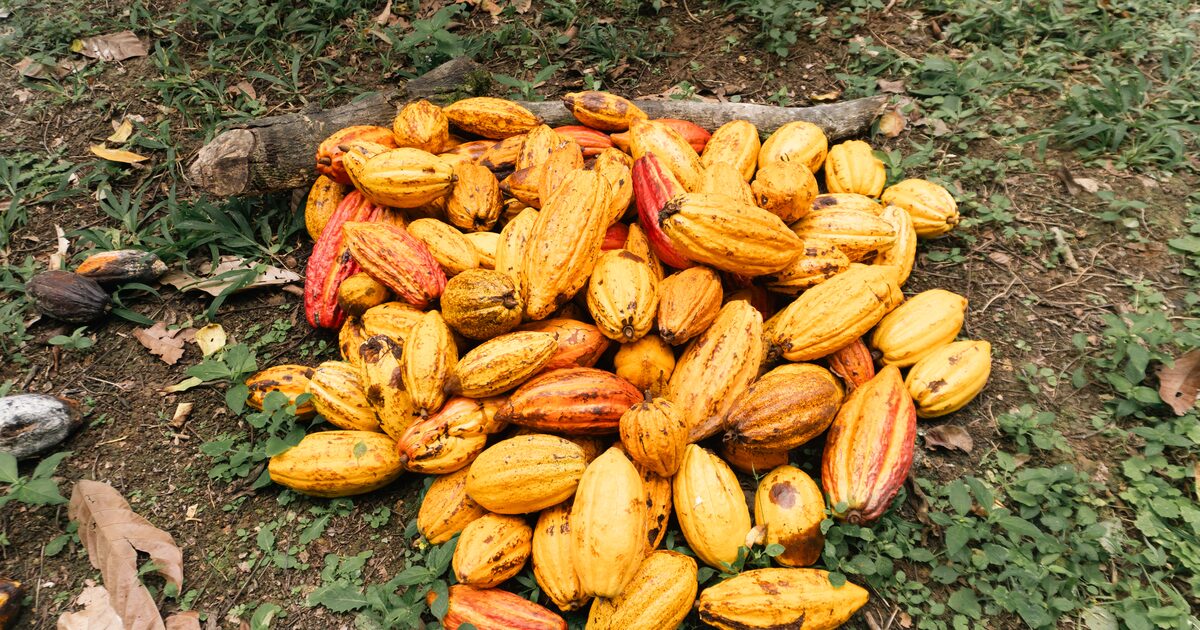 Nova geração de produtores revitaliza cultivo de cacau fino no sul da Bahia
