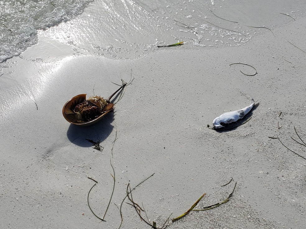 Microplásticos ameaçam a saúde de comunidades costeiras e ecossistemas marinhos Microplásticos em regiões costeiras: substâncias presentes no ar marinho, água consumida e na carne dos peixes aumentam o risco de diabetes, doenças coronarianas e derrame (Foto: Journal of the American Heart Association)