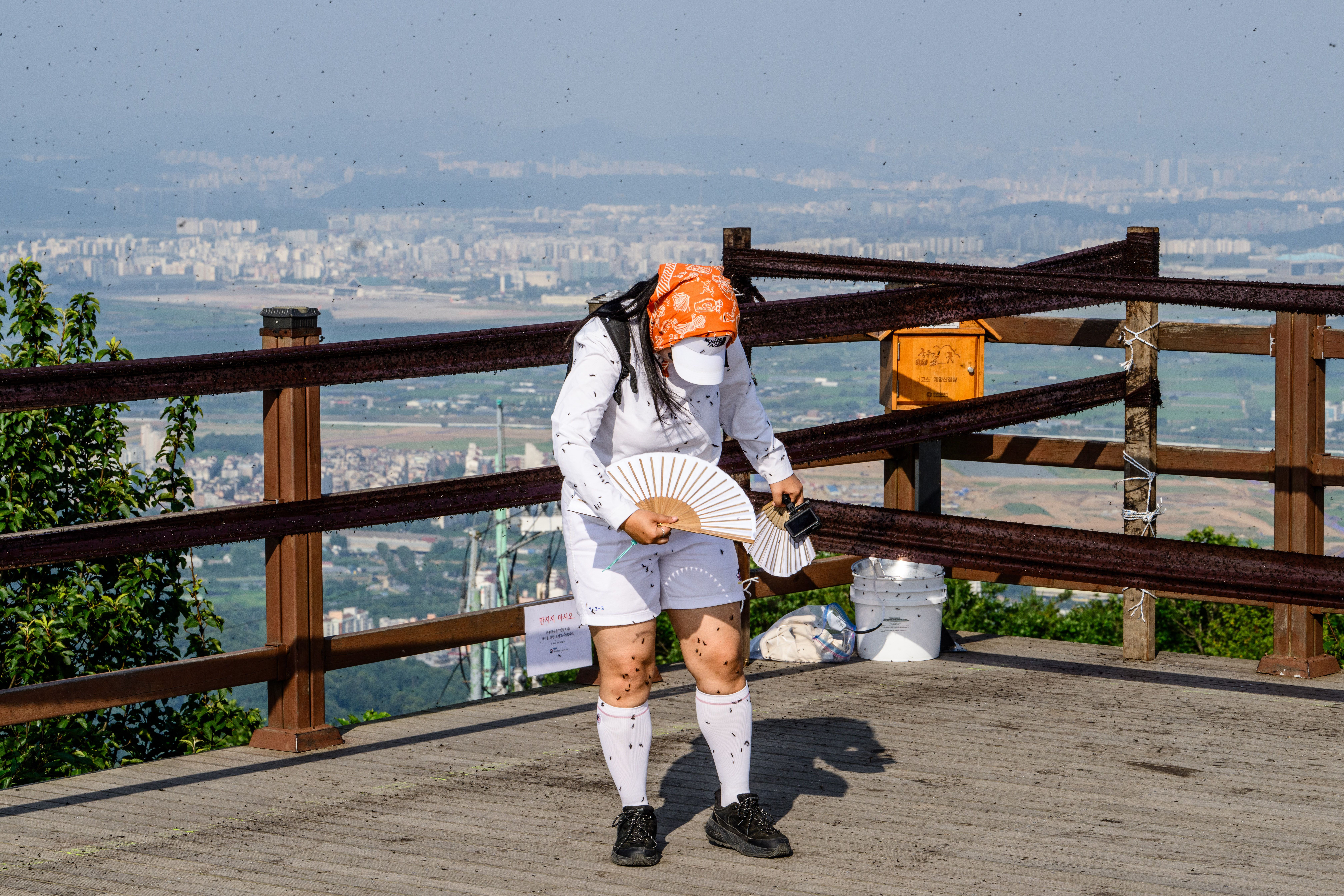 Seul enfrenta surto percevejo-do-amor e gera preocupação na sociedade sul-coreana Foto: Reprodução