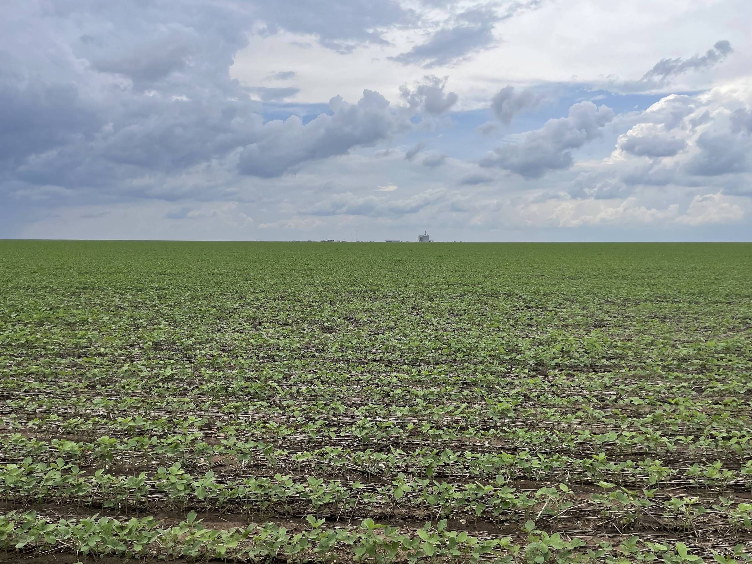Mosaic investe R$ 400 milhões na fronteira agrícola do Matopiba Lavoura de soja em Santa Filomena (PI), que passou a ter conexão após a instalação de antenas de telefonia móvel (Foto: Marcelo Toledo/Folhapress)