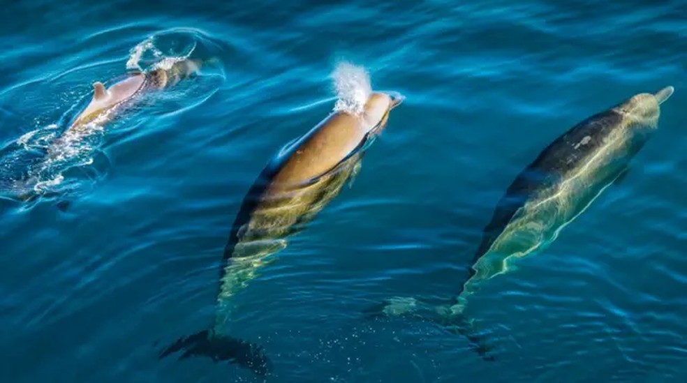 Barulho humano afeta vida marinha e causa riscos a golfinhos e baleias Criaturas marinhas estão sendo forçadas a lidar com o aumento da atividade humana nos oceanos — Foto: Christian Harboe-Hansen/BBC