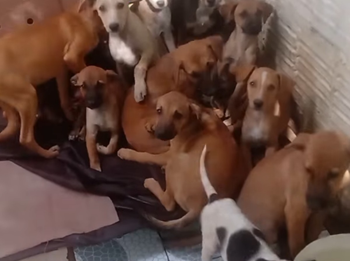 Cães morrem em abrigo após serem assustados por fogos de São João em Caruaru Cães morrem assustados com fogos de artifício em Pernambuco (Foto: Reprodução Instagram)