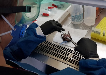 Testes mostraram que o Morbillivirus não infecta facilmente células humanas (Foto: Luiz Gustavo Góes/IPSP)