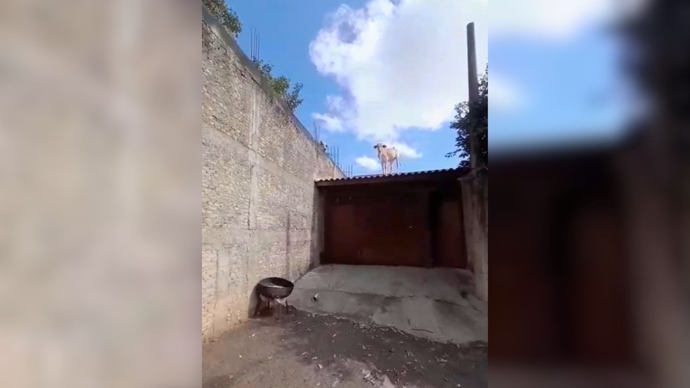 Foto:Reprodução