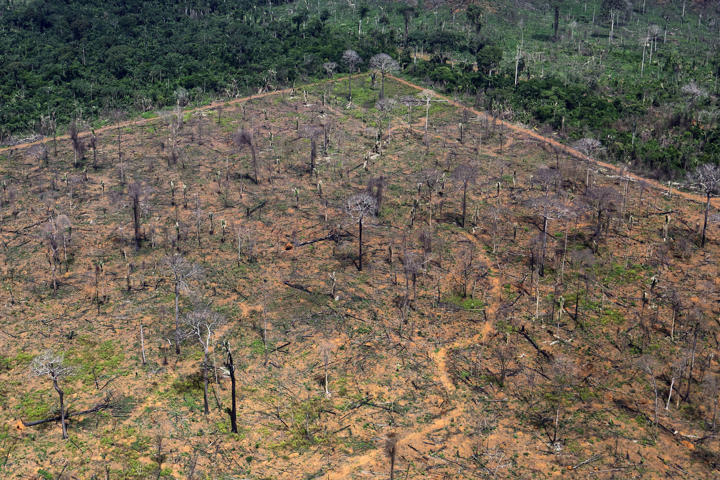 Desmatamento na Amazônia cresce 27% no primeiro semestre, enquanto no cerrado cai 10% Área desmatada na Amazônia, perto de Porto Velho (RO) (Foto: Ueslei Marcelino - 6.fev.25/Reuters)