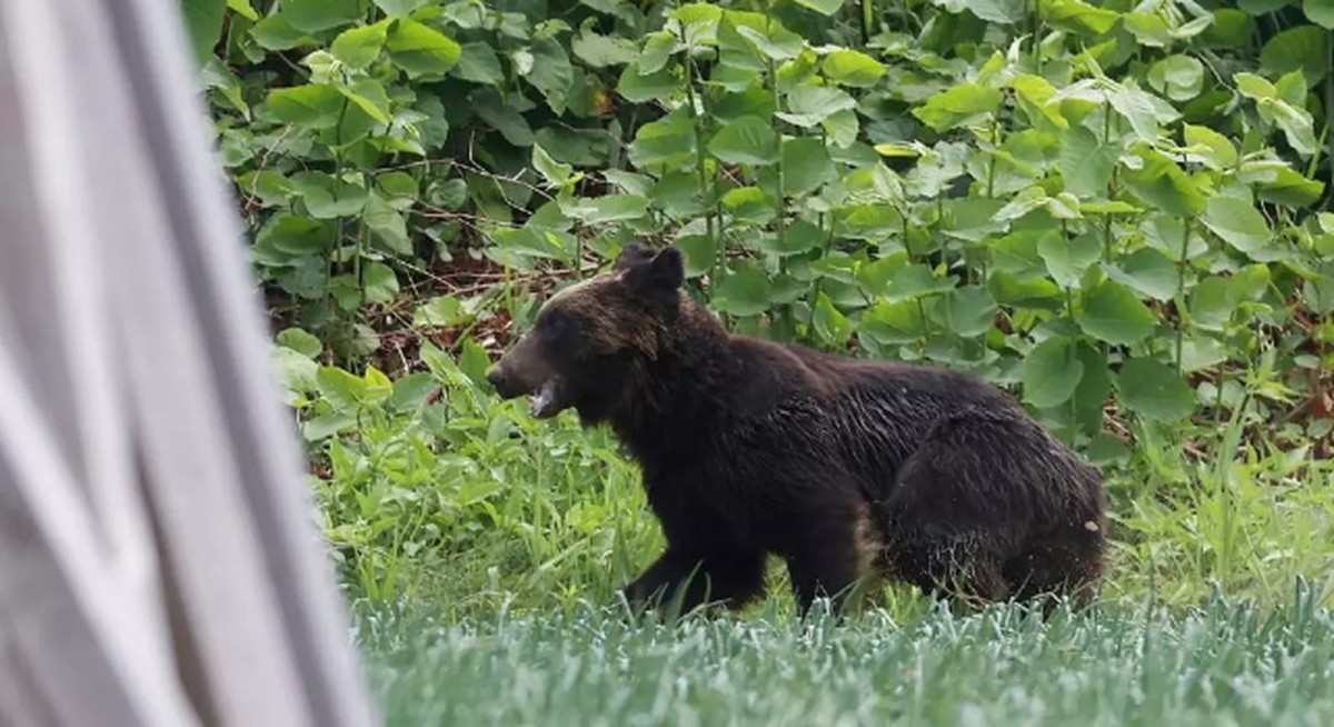 Urso pardo à solta após ferir quatro pessoas em Sapporo, província de Hokkaido, em 2021 (Foto: AFP)