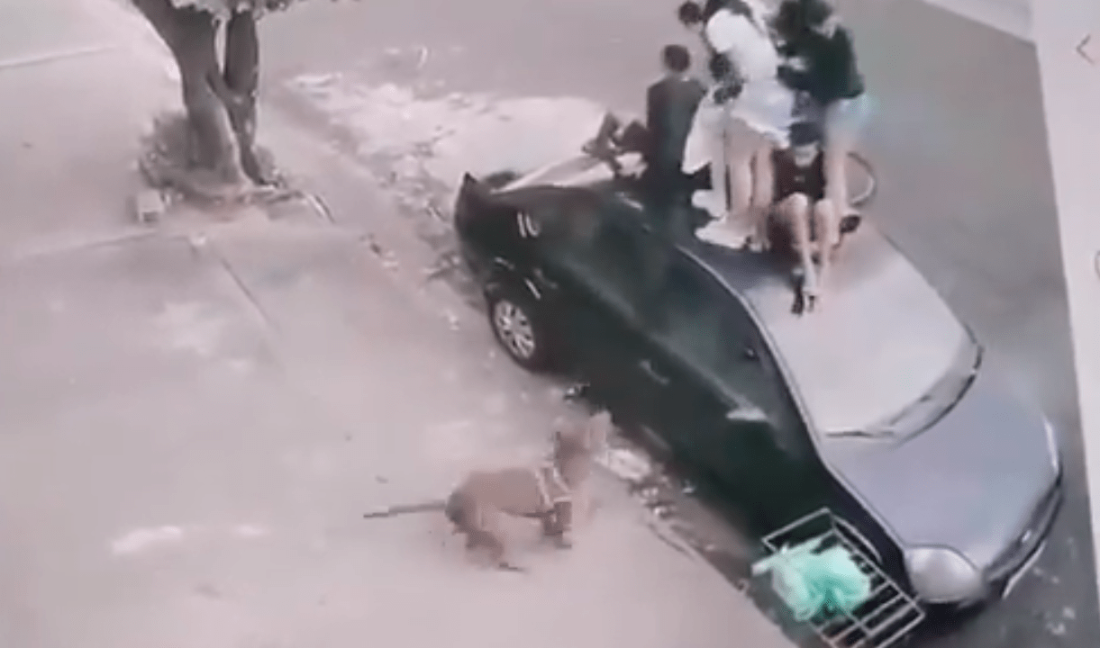 Pitbull ataca crianças no interior de São Paulo (Foto: Redes sociais/Reprodução)