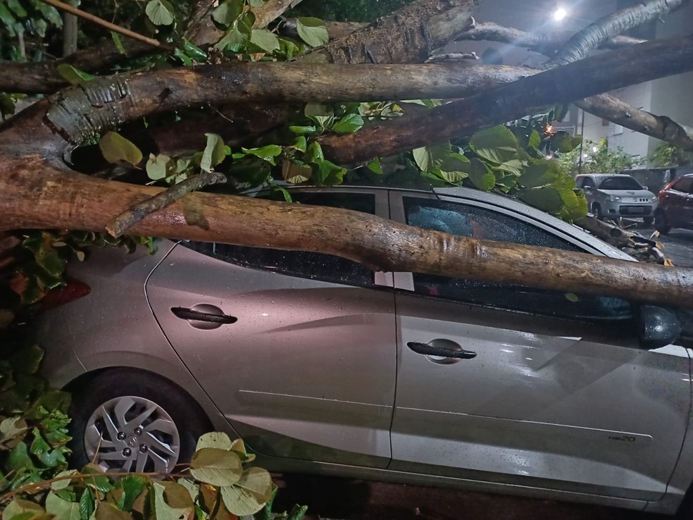 Ventania derruba árvore, que atinge carro na Zona Leste de São Paulo (Foto: Reprodução/TV Globo)