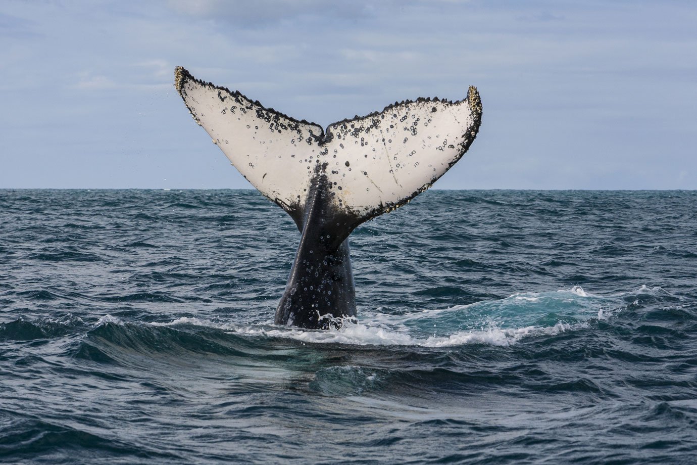 Baleia Jubarte (Foto: Jonathan Wilkins/Wikimedia Commons)