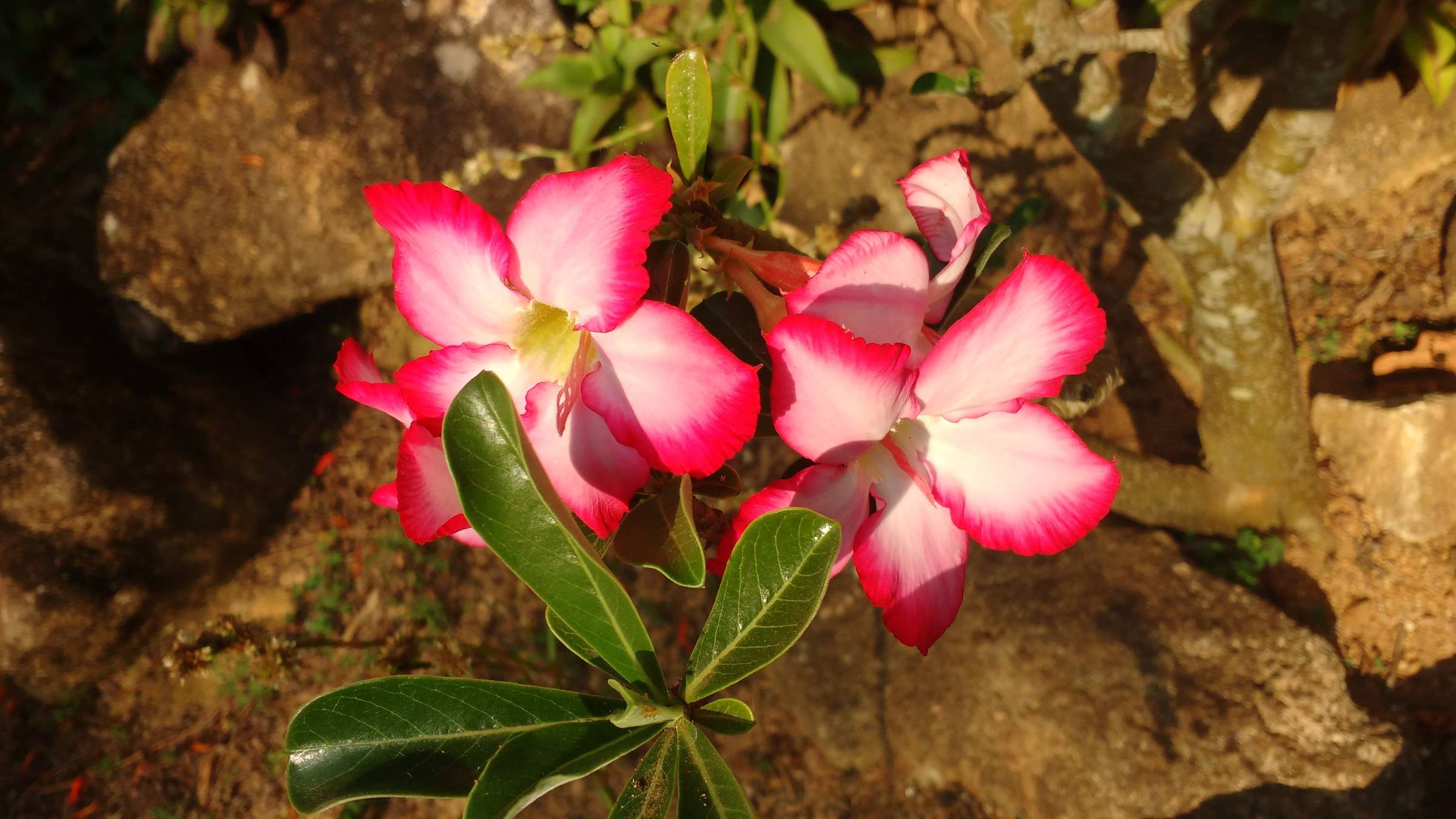 Se colocada em um local com pouca luz, a rosa-do-deserto pode ter dificuldade para florescer (Foto: Inhotim/Divulgação)