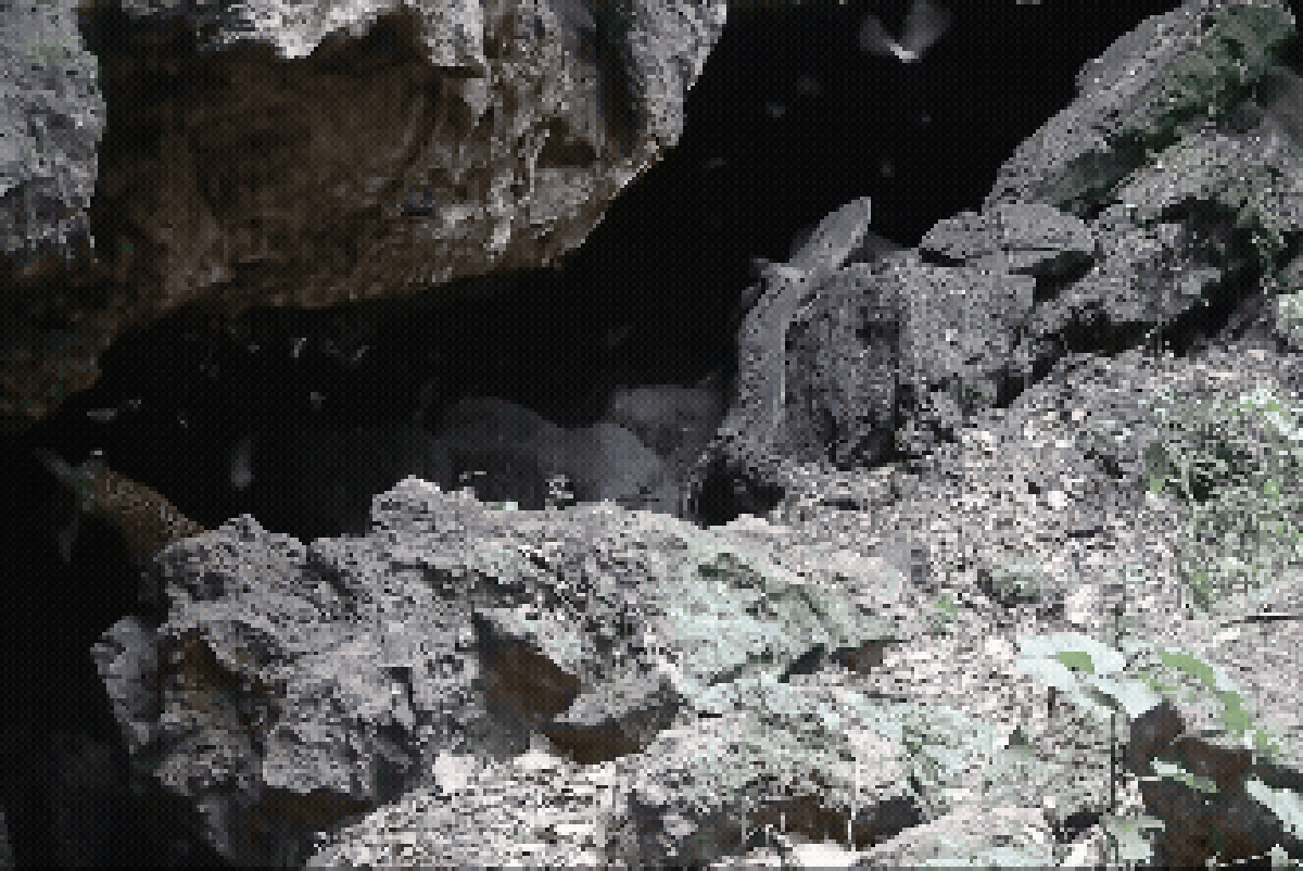Imagens de câmeras de armadilha movidas a energia solar capturaram até 14 espécies de predadores atacando morcegos da Caverna Python, no Parque Nacional Rainha Elizabeth, em Uganda (Foto: Projeto Leão Bosco Atukwatse/Kyambura)