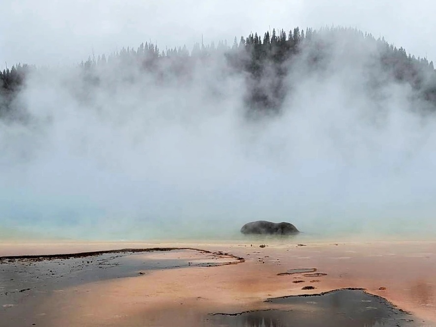 Bisão escorrega e morre em fonte termal de 89ºC nos Estados Unidos Bisão que morreu ao cair em uma fonte termal em Yellowstone em 21 de junho (Foto: Reprodução/Facebook/Katie Hirtzel)