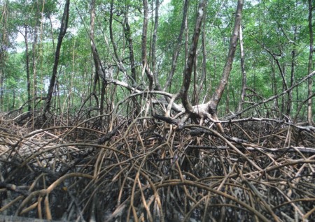 Área de mangue preservado (Foto: Angelo Fraga Bernardino/UFES)