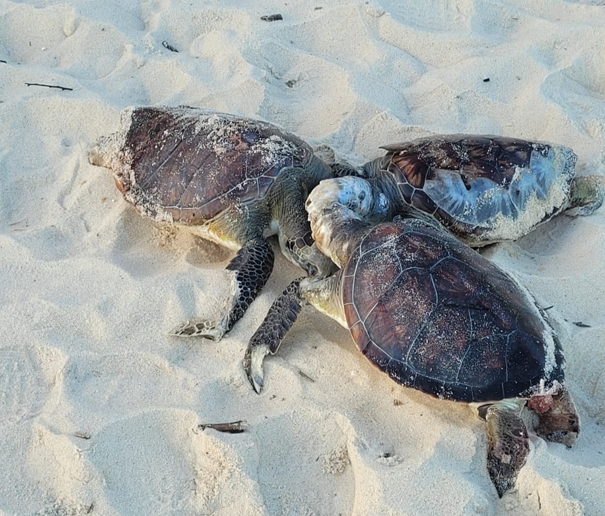Tartarugas mortas são encontradas na Praia de Camboinhas, em Niterói O Projeto de Monitoramento de Praias recolheu 16 animais entre sábado (5) e domingo (6) na Praia de Camboinhas, em Niterói (Foto: Milton C. Filho)