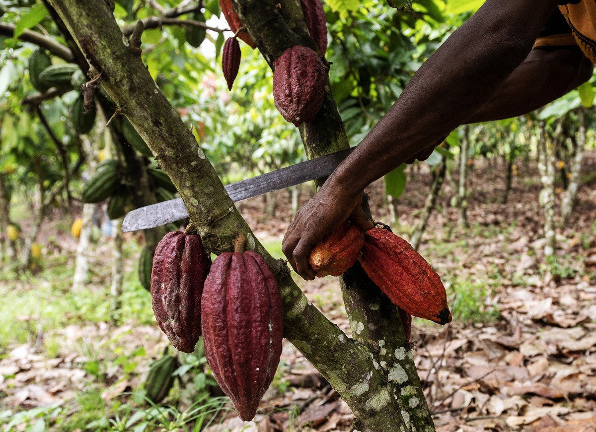 Cresce contrabando de cacau com alta nos preços do chocolate e preocupa produtores Os preços do cacau no mercado global quase triplicaram desde 2023, atingindo cerca de US$ 13 mil por tonelada em dezembro (Foto: Andrew Caballero-Reynolds/Bloomberg)