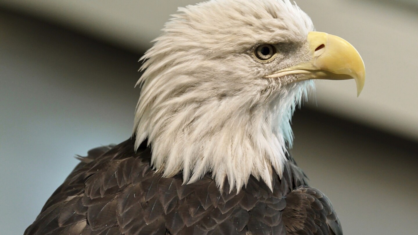 Angel, uma águia-careca de 26 anos de Wisconsin que estava gravemente ferida e não pôde ser devolvida à natureza, serve como "embaixadora" para os visitantes no National Eagle Center em Wabasha, Minnesota, na quarta-feira, 9 de julho de 2025. (Foto: AP Photo/Mark Vancleave)