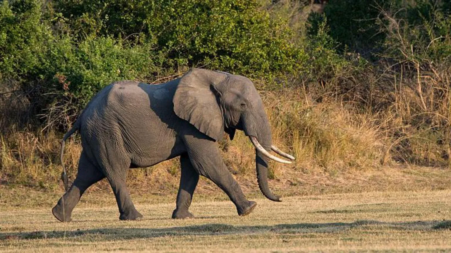 Elefante mata turistas britânicos e neozelandeses durante safári em Zambia O elefante foi baleado e ferido, mas ainda atacou as duas mulheres, disseram as autoridades policiais (Foto: Getty Images)