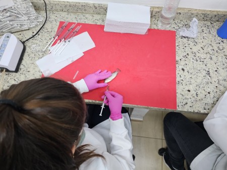 Tilápias geneticamente modificadas oferecem resistência a bactéria e mais segurança alimentar Inoculação experimental de Francisella orientalis em tilápias para avaliação de resistência (Foto: Marcelo Souza Silva Filho)