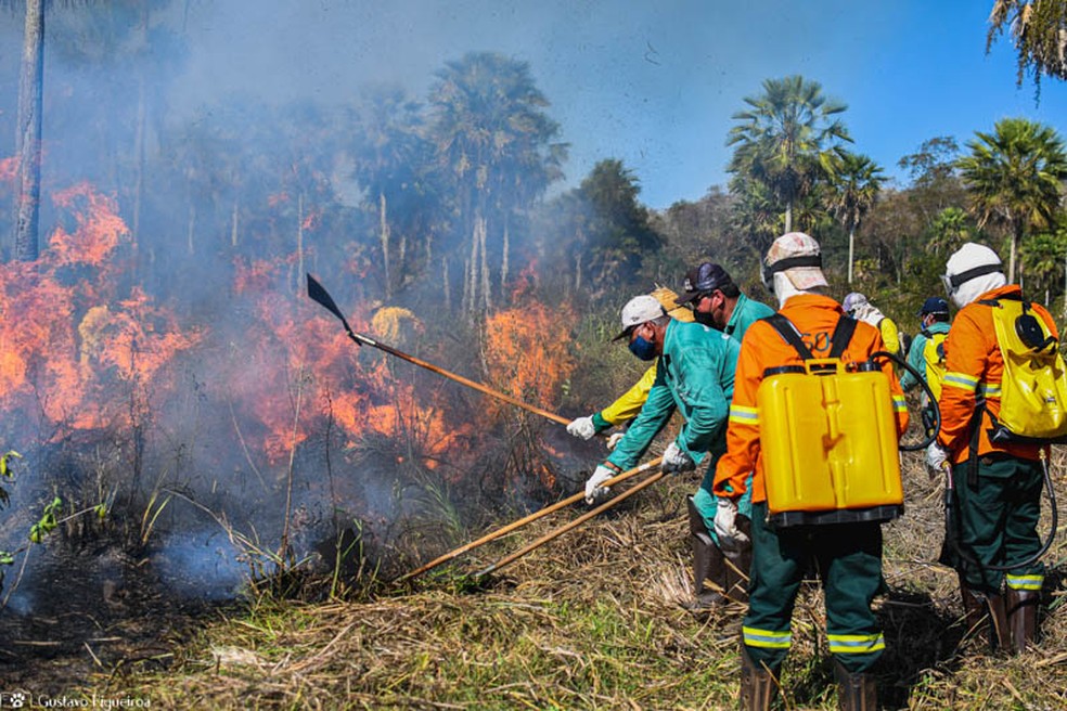 Governo destina R$ 150 mi do Fundo Amazônia para combater incêndios no Cerrado e Pantanal Brigadistas em combate ao fogo no Pantanal durante incêndios de 2024. (Foto: Divulgação/SOS Pantanal)