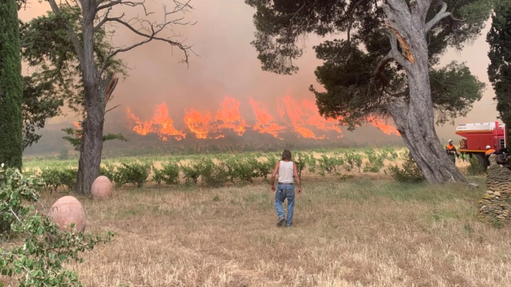 Vignoble da Aude sofre devastação severa devido a incêndios florestais Foto: Reprodução
