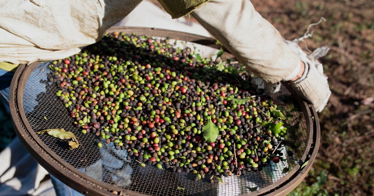 Roubo de café aumenta no Brasil com alta dos preços e preocupa o setor agrícola Roubo de café aumenta no Brasil com alta dos preços e preocupa o setor agrícola