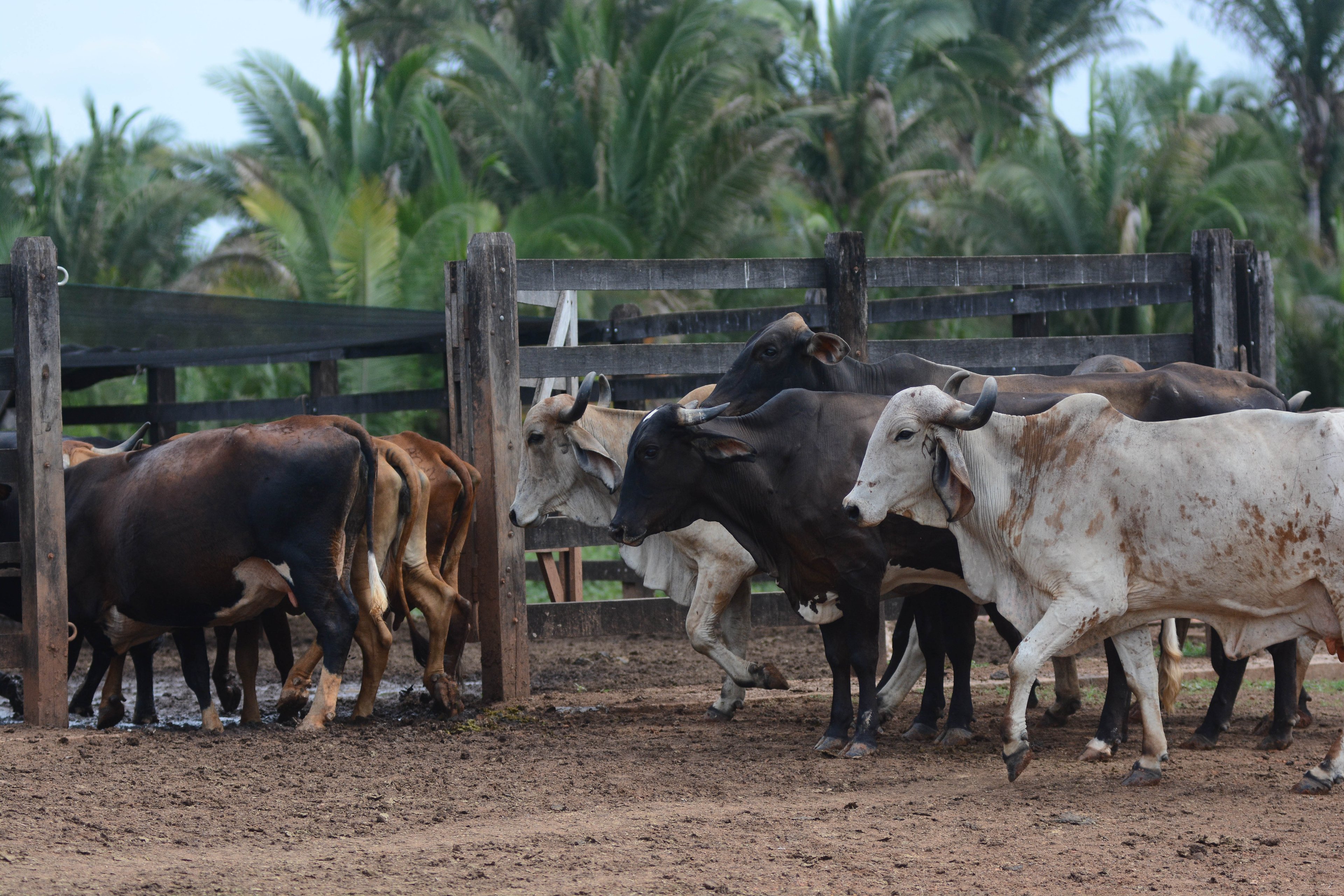 Banco do Nordeste investe R$ 300 milhões em infraestrutura para safra 25/26 Agroamigo: Segundo Luiz Abel, diretor de negócios do BNB, a ideia é melhorar o saneamento básico na zona rural do Nordeste e expandir a capacidade produtiva da região (Foto: Banco do Nordeste/Divulgação)