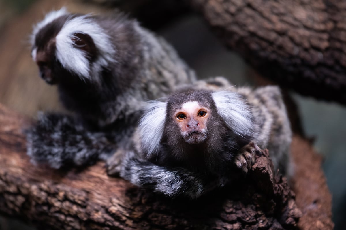 Um tití comum (Callithrix jacchus), também conhecido como tití de mechones blancos ou tití de orejas blancas, fotografiado em seu recinto no Zoológico Faunia (Foto: Marcos del Mazo/LightRocket/Getty Images)
