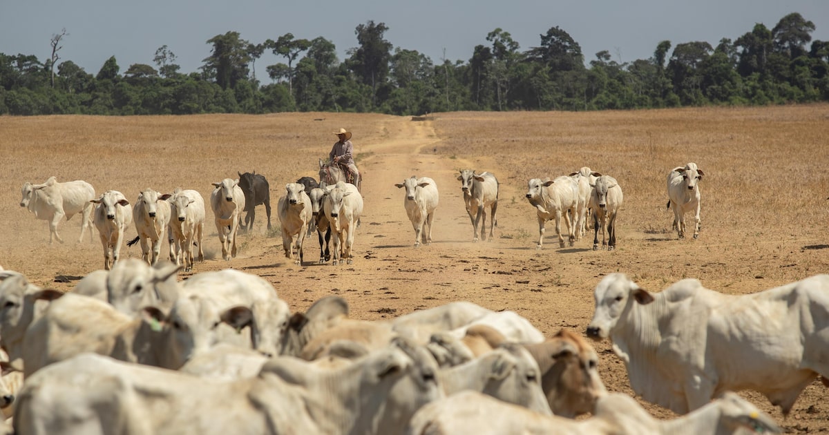 Tarifas sobre carne bovina afetam mais os EUA do que o Brasil, afirma especialista EUA compram 4,5% da produção anual de carne bovina brasileira (Foto: Daniel Teixeira/Estadão)