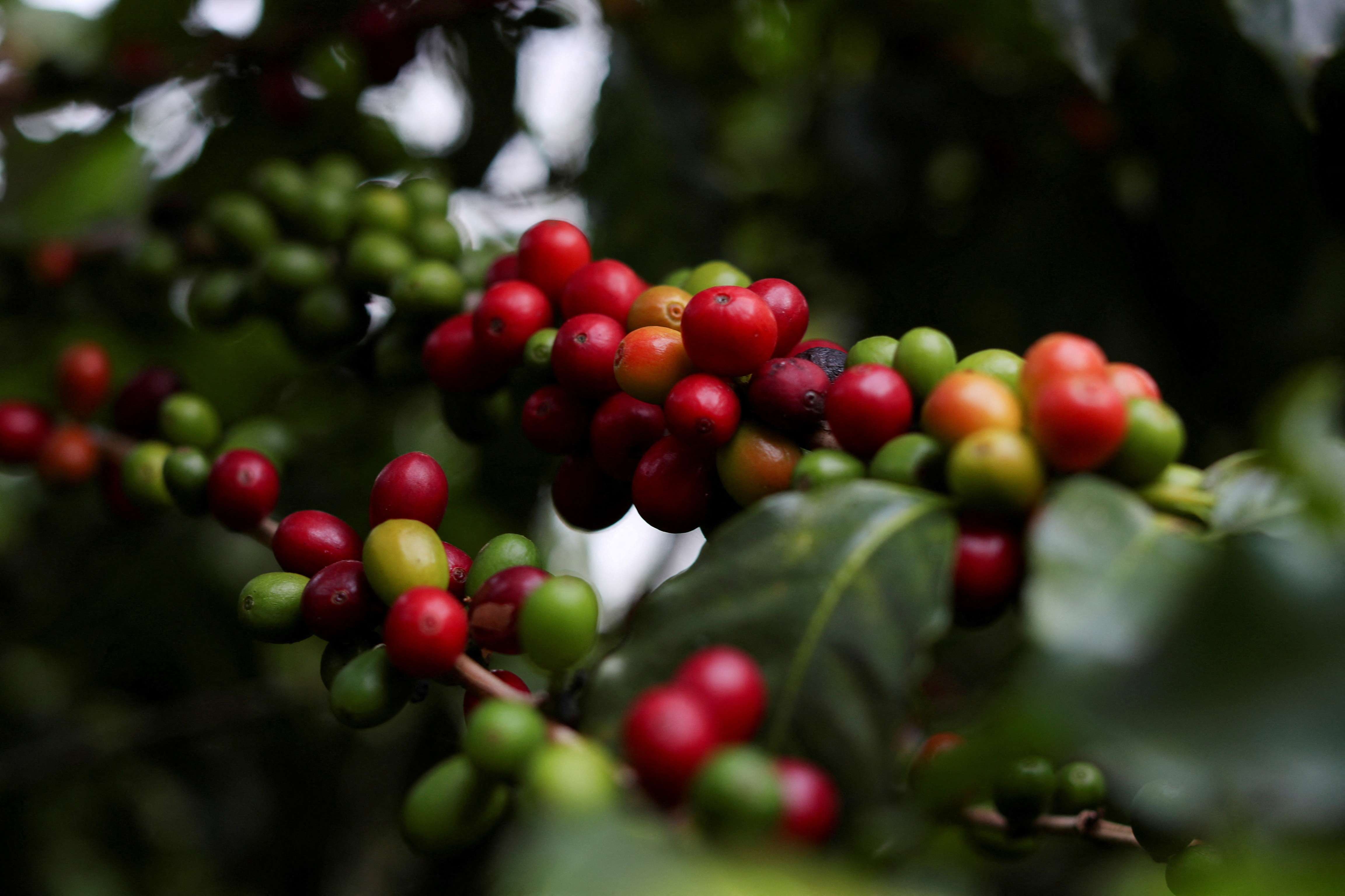 Plantação de café (Foto: REUTERS: Amanda Perobelli)