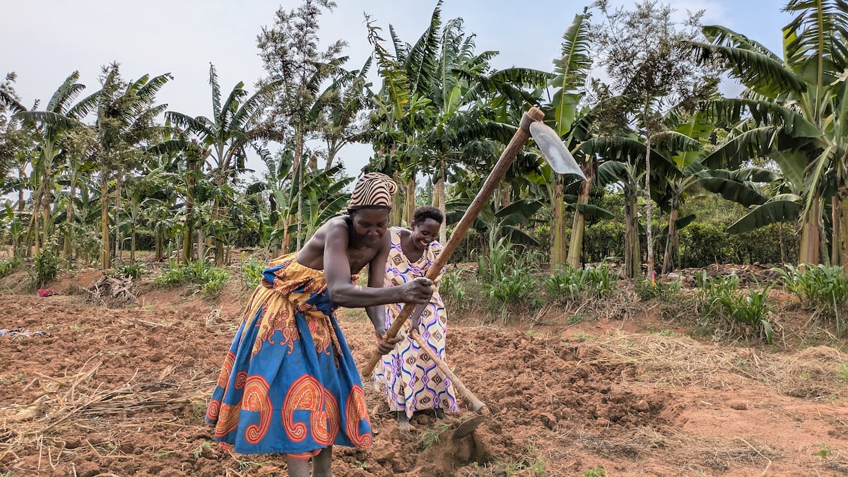 Mães dos alunos do colégio de Sembabule trabalham no projeto agrícola, em fevereiro de 2025. (Foto: cedida)