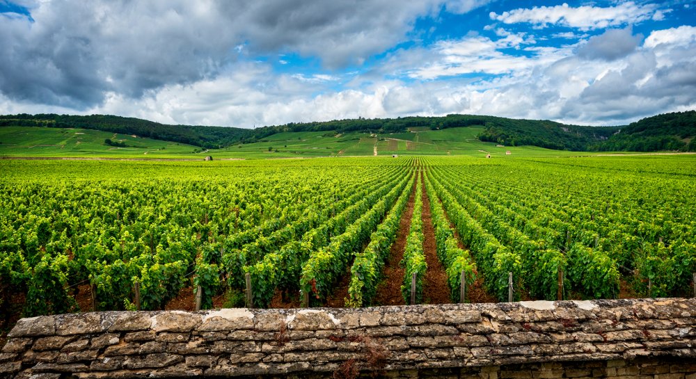 Descubra três atividades imperdíveis para explorar o vinho na Bourgogne Descubra três atividades imperdíveis para explorar o vinho na Bourgogne