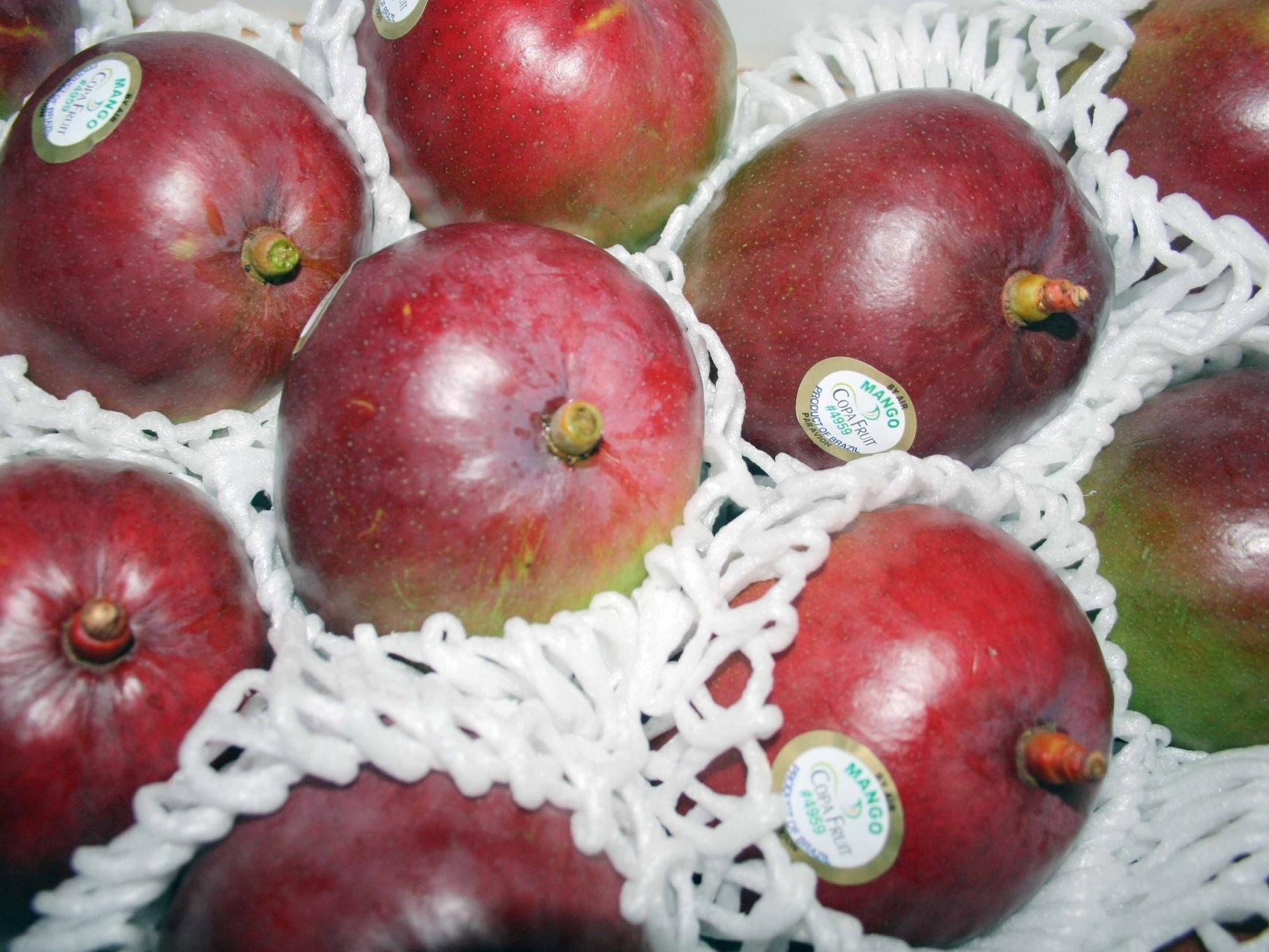 Polo de frutas do São Francisco alerta para colapso e pede ajuda a Lula Manga para exportação direto do Vale do São Francisco (Foto: Valexport/Divulgação)
