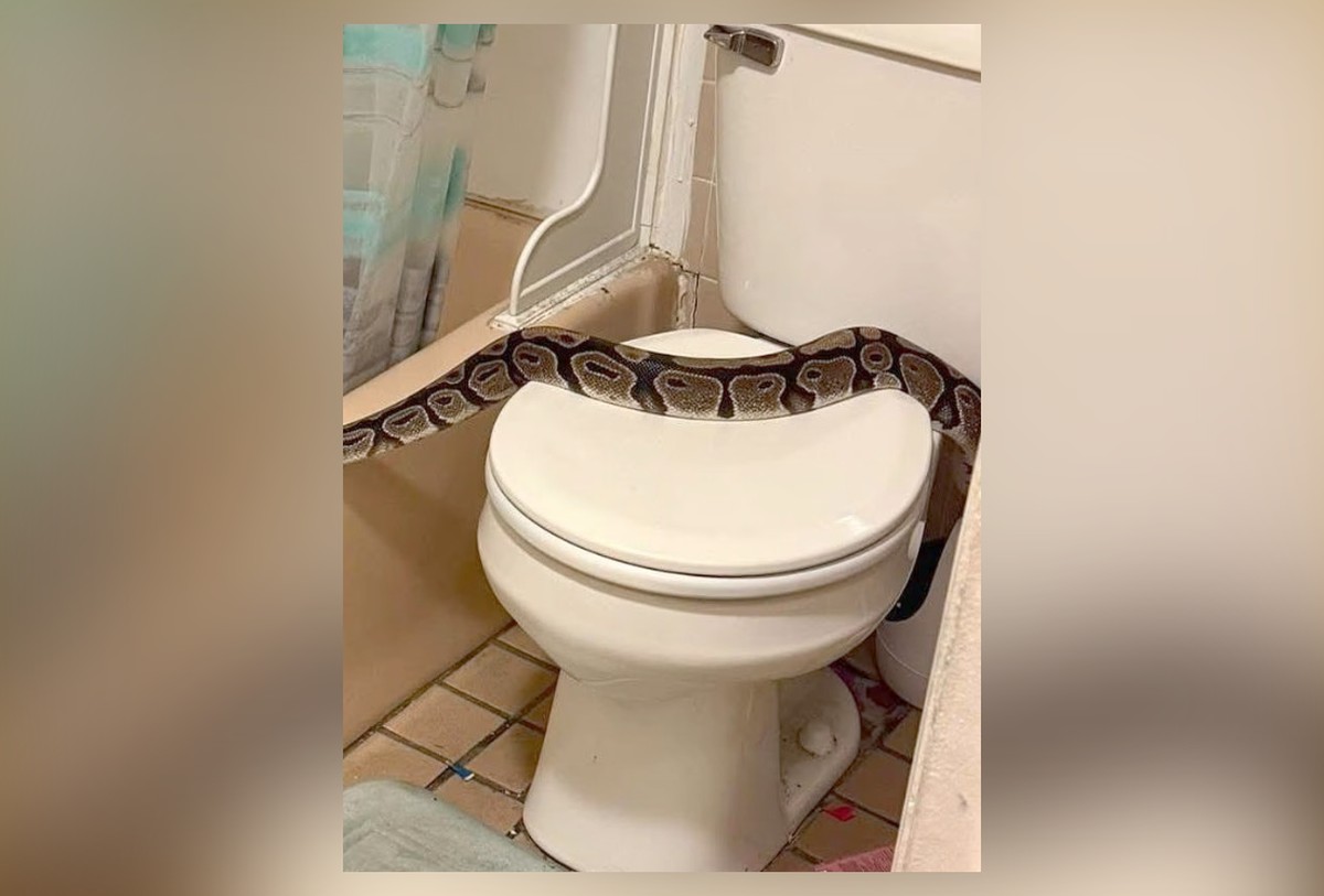 Cobra foi encontrada no banheiro de um apartamento (Foto: Reprodução)