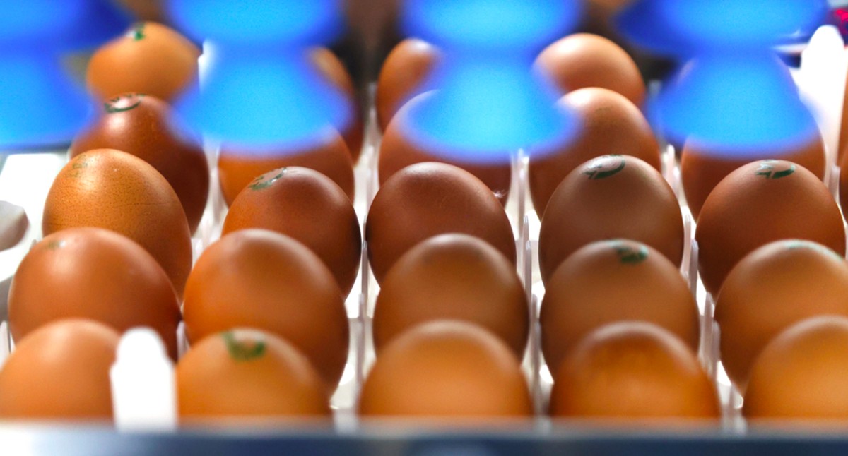 Raiar implementa sexagem de ovos para salvar 200 mil pintinhos de destino cruel Tecnologia de sexagem de ovo fértil usada pela Raiar Orgânicos (Foto: Divulgação)