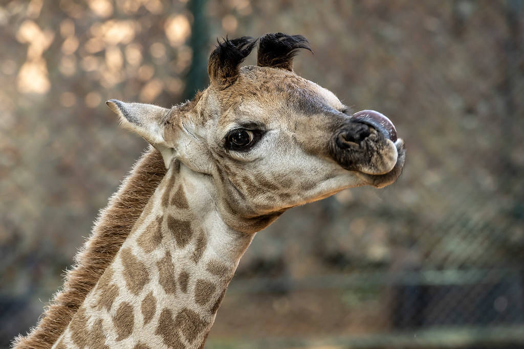 Filhote de girafa nascido no Zoológico de São Paulo (Foto: Zoológico de São Paulo/Divulgação)
