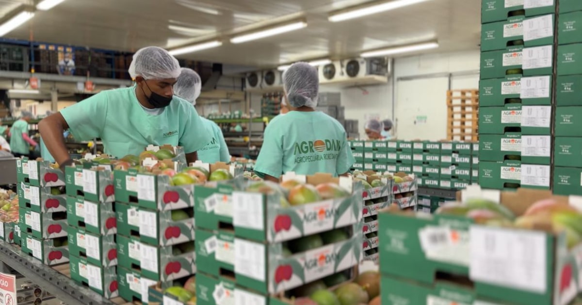 Exportadores de frutas do Vale do São Francisco enfrentam crise com tarifas dos EUA Agrodan, uma das maiores produtoras e exportadoras de manga do país, vê impacto relevante sob iminência de tarifas de 50% dos EUA (Foto: Agrodan/ Divulgação)