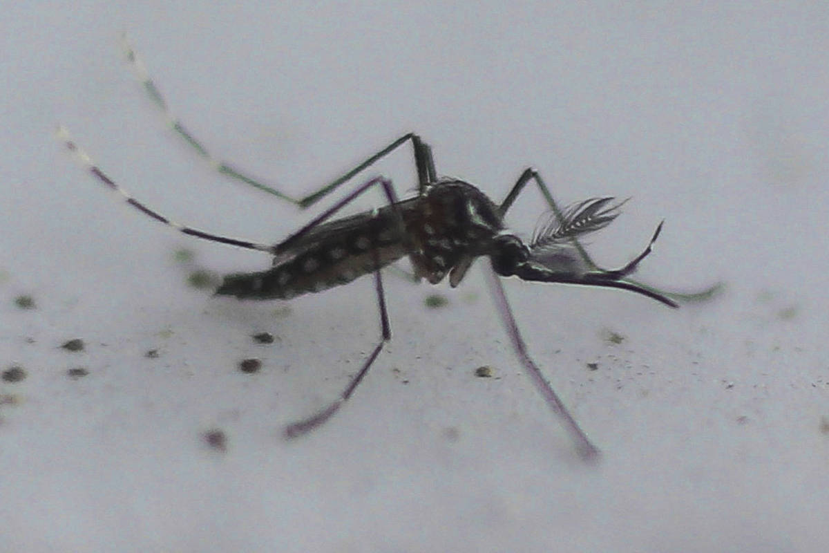 São Paulo registra mil mortes por dengue em 2025, alerta autoridades de saúde Estado de São Paulo registra mil mortes por dengue (Foto: Miguel Schincariol /AFP)