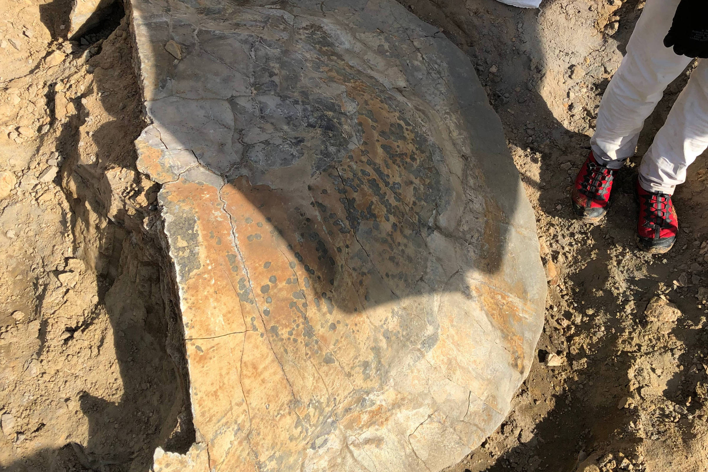 Fóssil de tartaruga gigante é descoberto em rio da Amazônia Barqueiros em volta do fóssil de uma antiga tartaruga gigante; pesquiadores acreditam se tratar de uma Stupendemys geographicus, com fósseis bem conservados também já encontrados na Colômbia e na Venezuela (Foto: LPP/UFAC/USP)