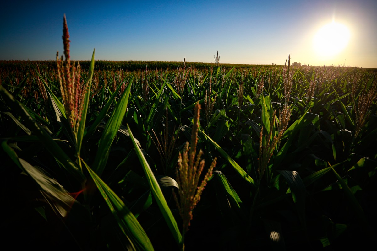 Agronegócio impulsiona crescimento econômico e enfrenta desafios do setor Agronegócio sustenta o PIB do Brasil (Foto: Pablo Jacob/Agência O Globo)